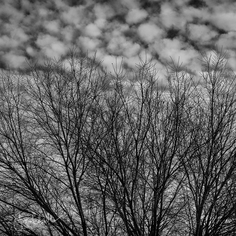 Illustration for article titled 27 Photos Of Barenaked Trees